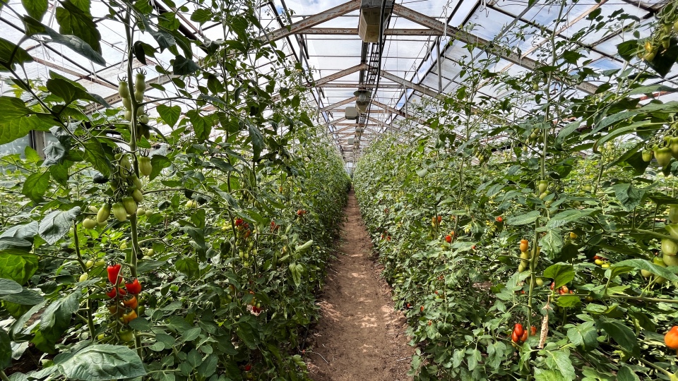 Raj�ata ti�kov�